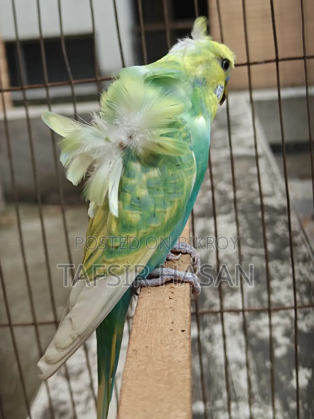 Sf Yf Spangle Male(Double Flower) Jp Budgie