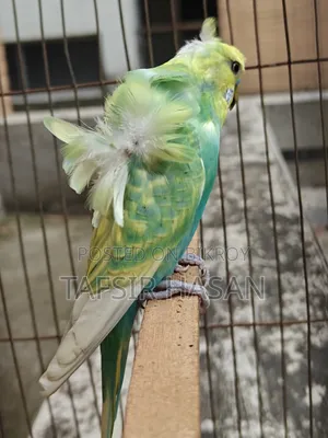 Sf Yf Spangle Male(Double Flower) Jp Budgie