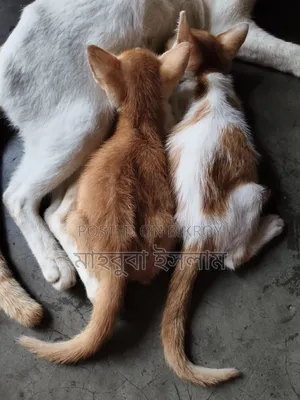 1-3 months Male Mixed Breed Exotic