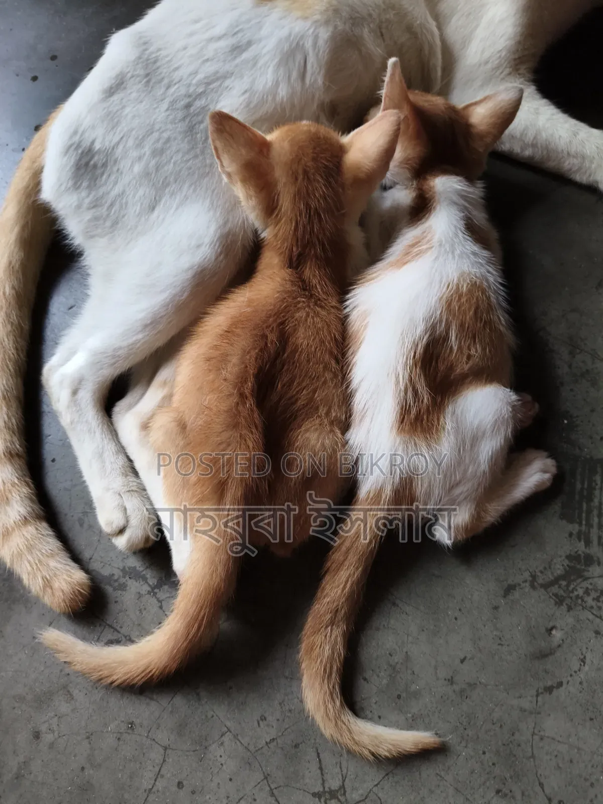 1-3 months Male Mixed Breed Exotic