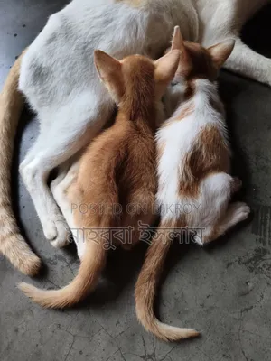 1-3 months Male Mixed Breed Exotic