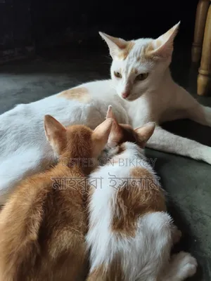 1-3 months Male Mixed Breed Exotic