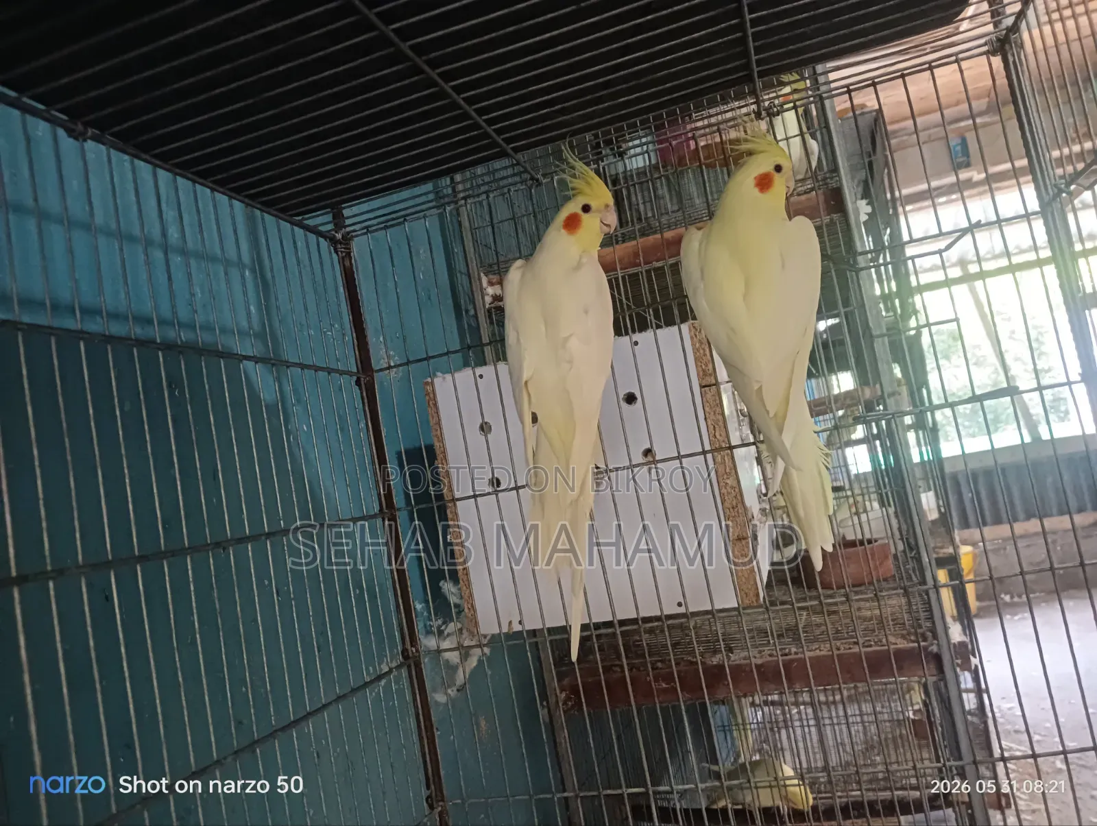 Adult Cockatiel pair for sale.