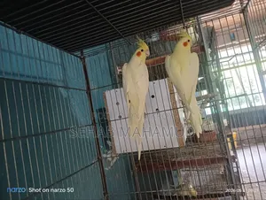 অ্যাডাল্ট ককাটেল জোড়া বিক্রি হবে।
