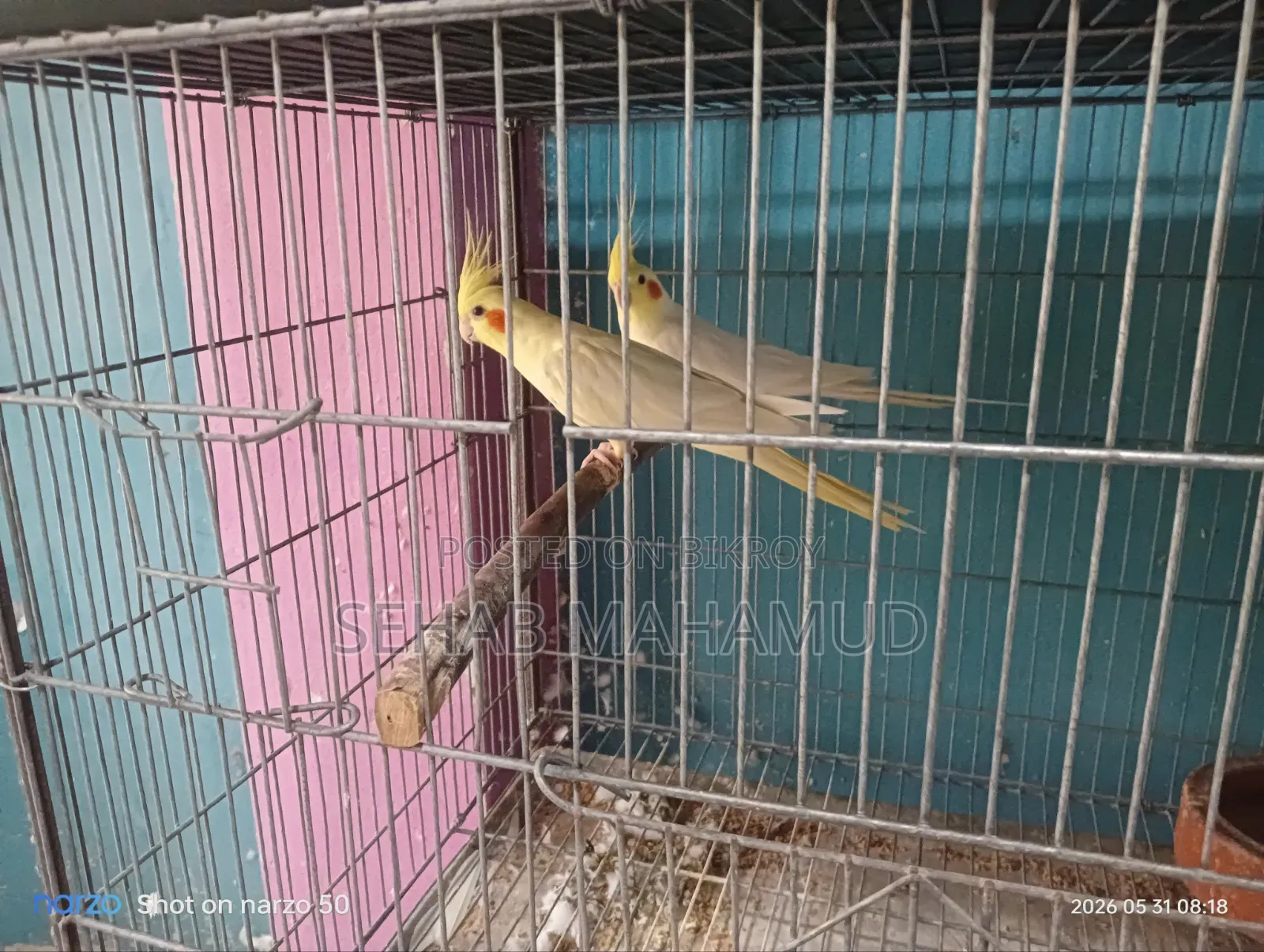 Adult Cockatiel pair for sale.