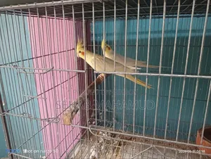 Adult Cockatiel pair for sale.