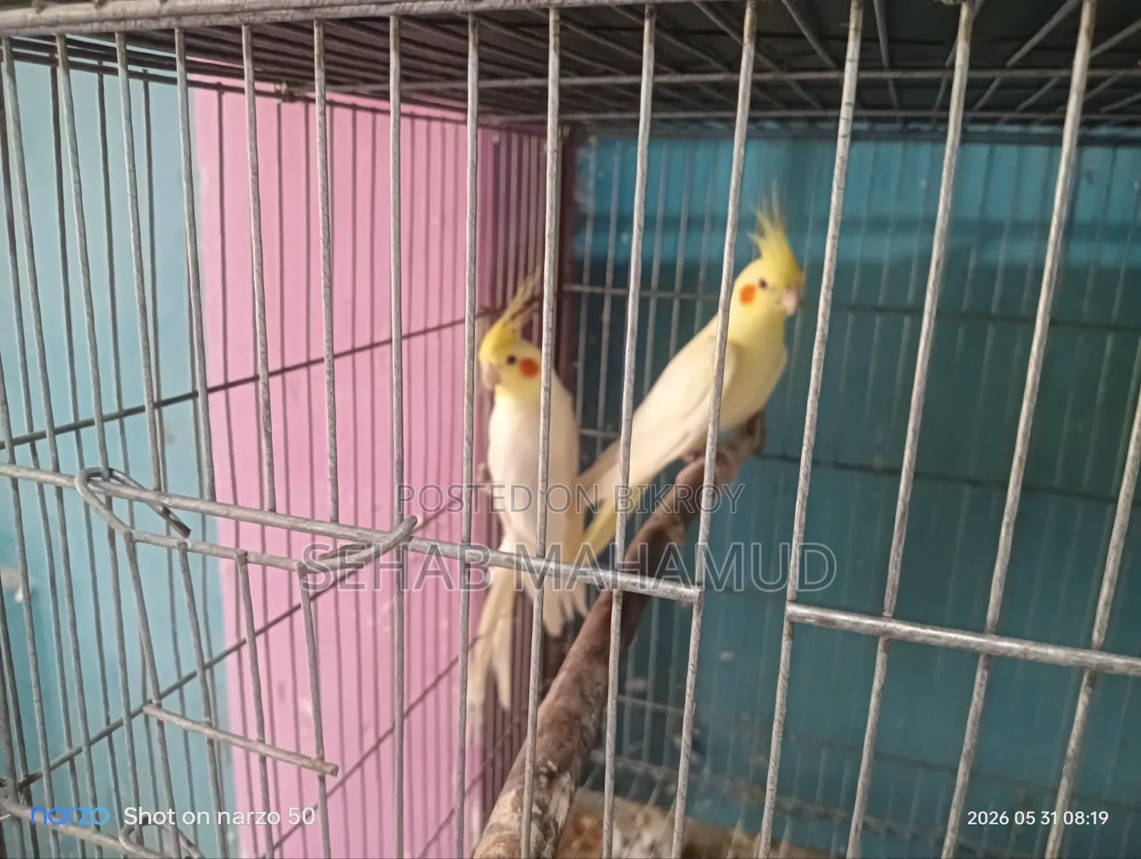 Adult Cockatiel pair for sale.
