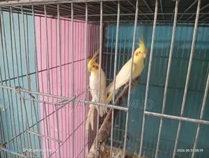 Adult Cockatiel pair for sale.