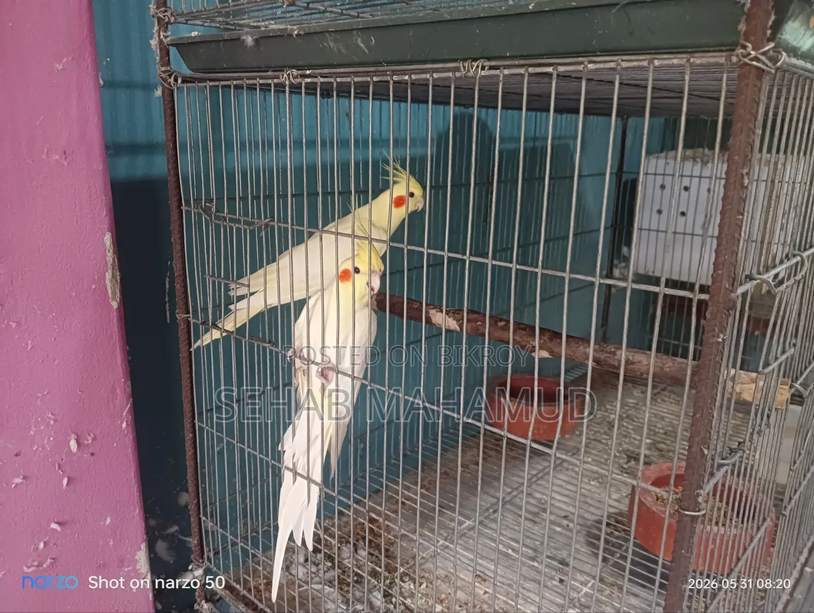 Adult Cockatiel pair for sale.
