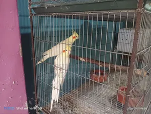 Adult Cockatiel pair for sale.