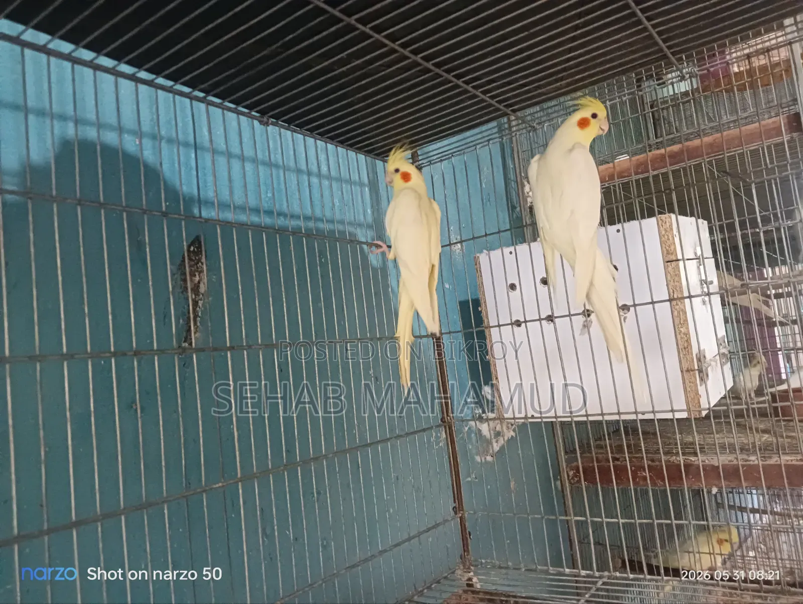 Adult Cockatiel pair for sale.