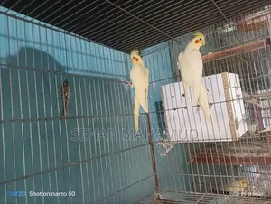Adult Cockatiel pair for sale.