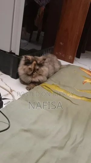 ১+ বছরের ফিমেল পিওরব্রেড র‍্যাগডল