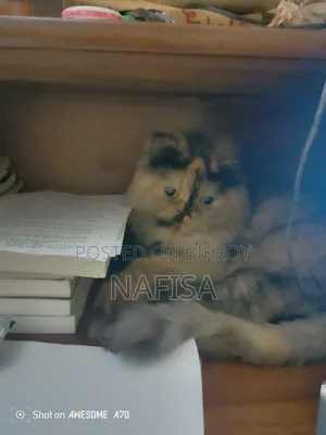 ১+ বছরের ফিমেল পিওরব্রেড র‍্যাগডল