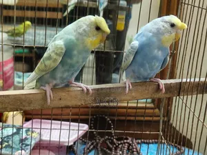 বাজরিগার পাখি