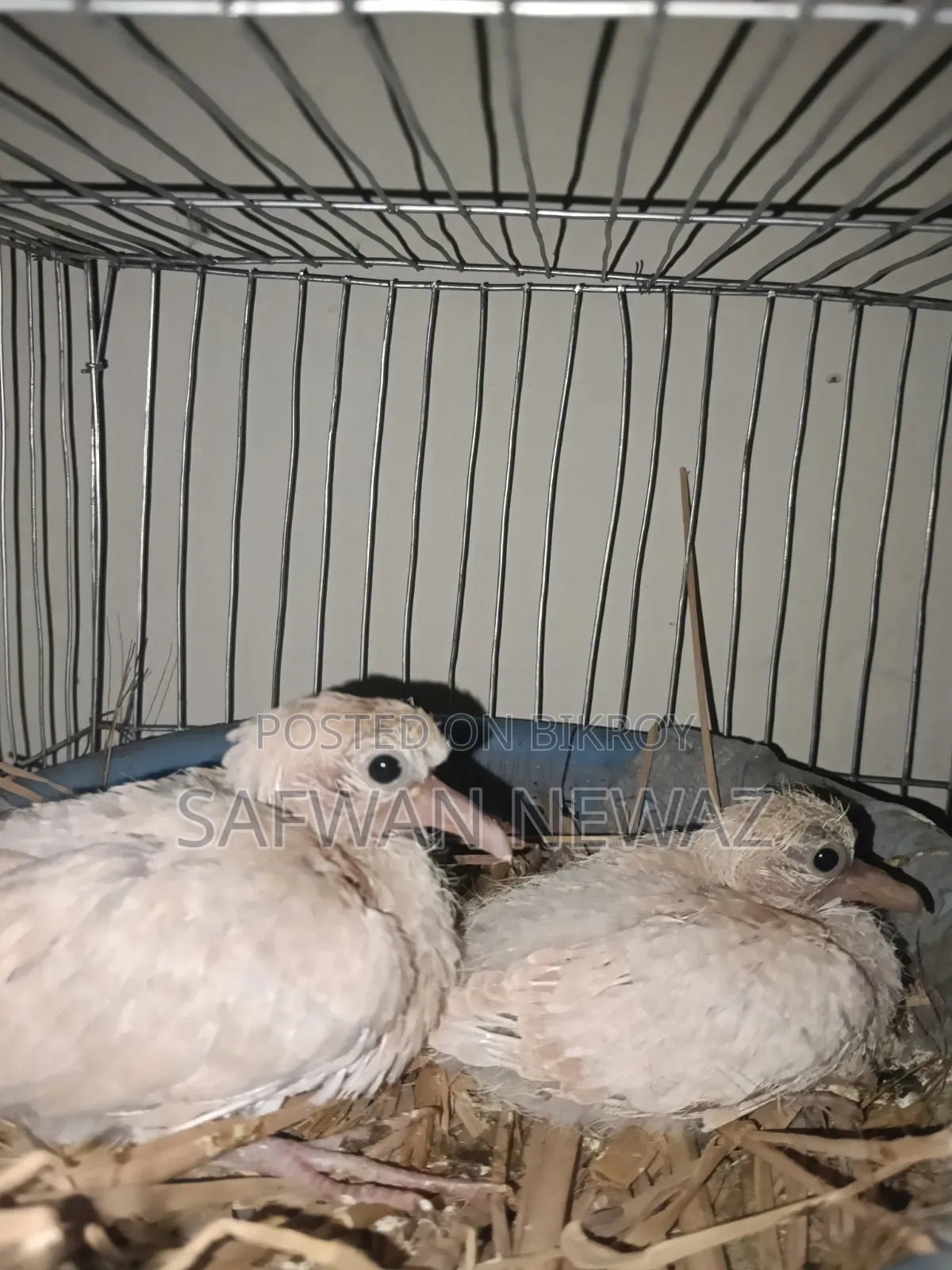 Gugu Bird Chicks for Exchange or Sale.