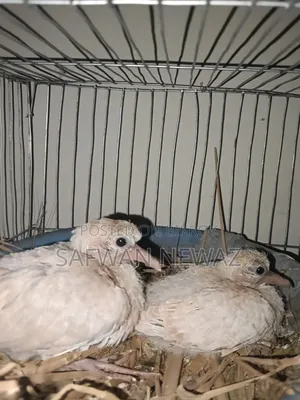 Gugu Bird Chicks for Exchange or Sale.