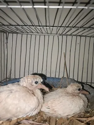 Gugu Bird Chicks for Exchange or Sale.