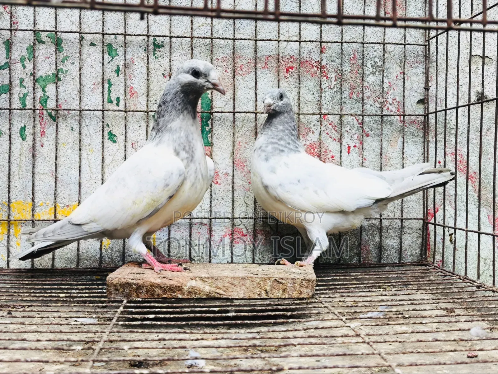 Pigeon/Kobutor