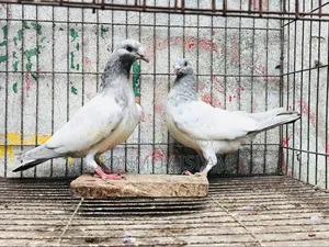 Pigeon/Kobutor