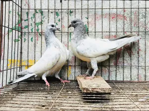 Pigeon/Kobutor