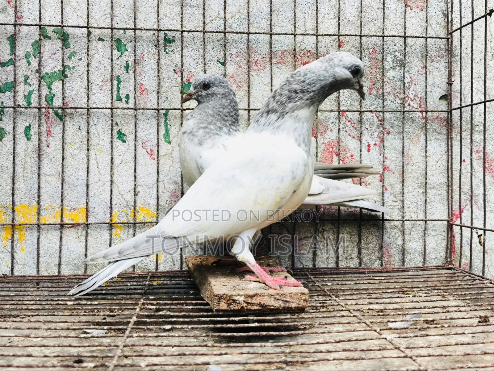 Pigeon/Kobutor