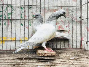 Pigeon/Kobutor