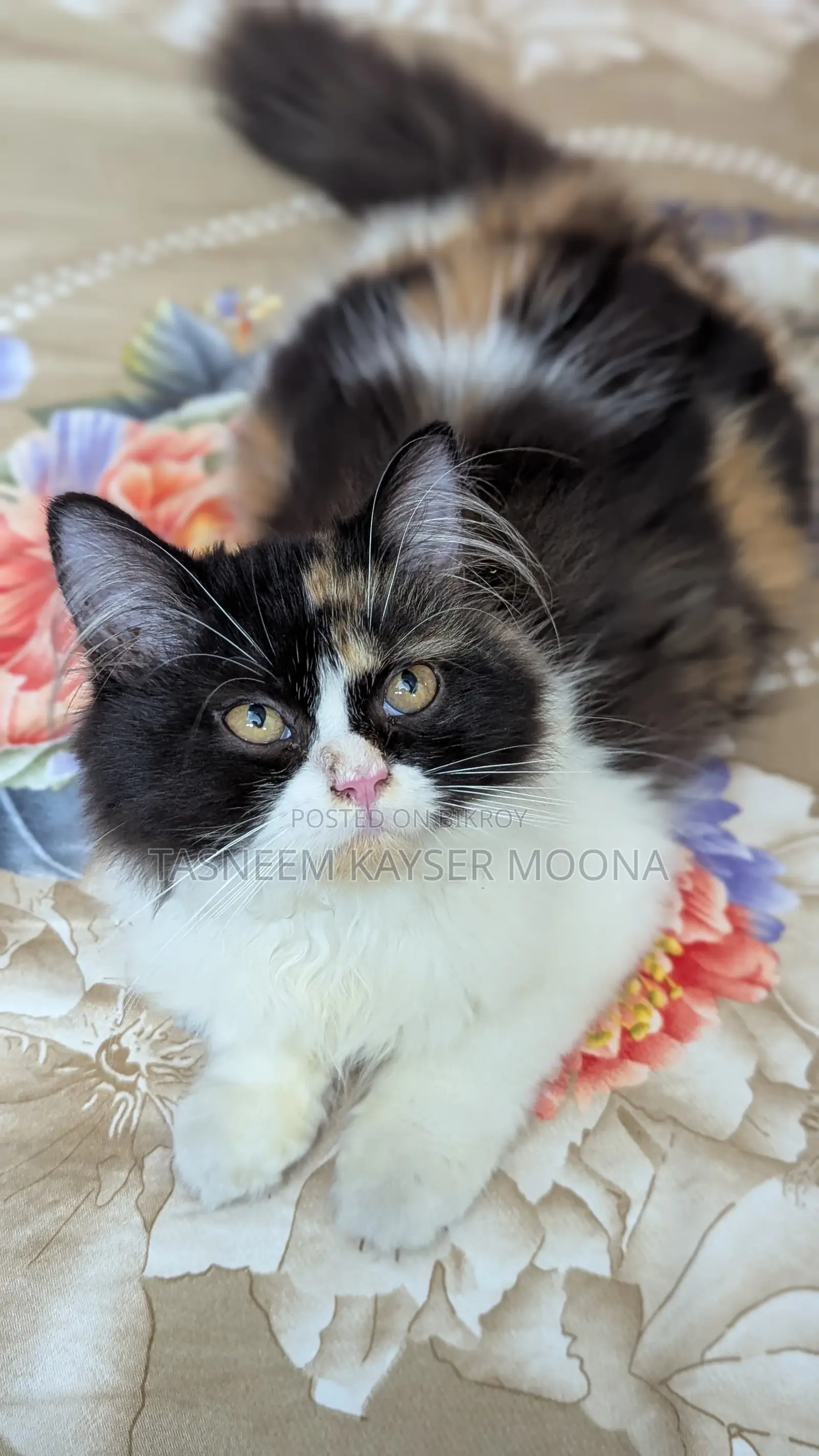 3-6 Months Female Purebred Persian Cat