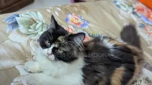 3-6 Months Female Purebred Persian Cat