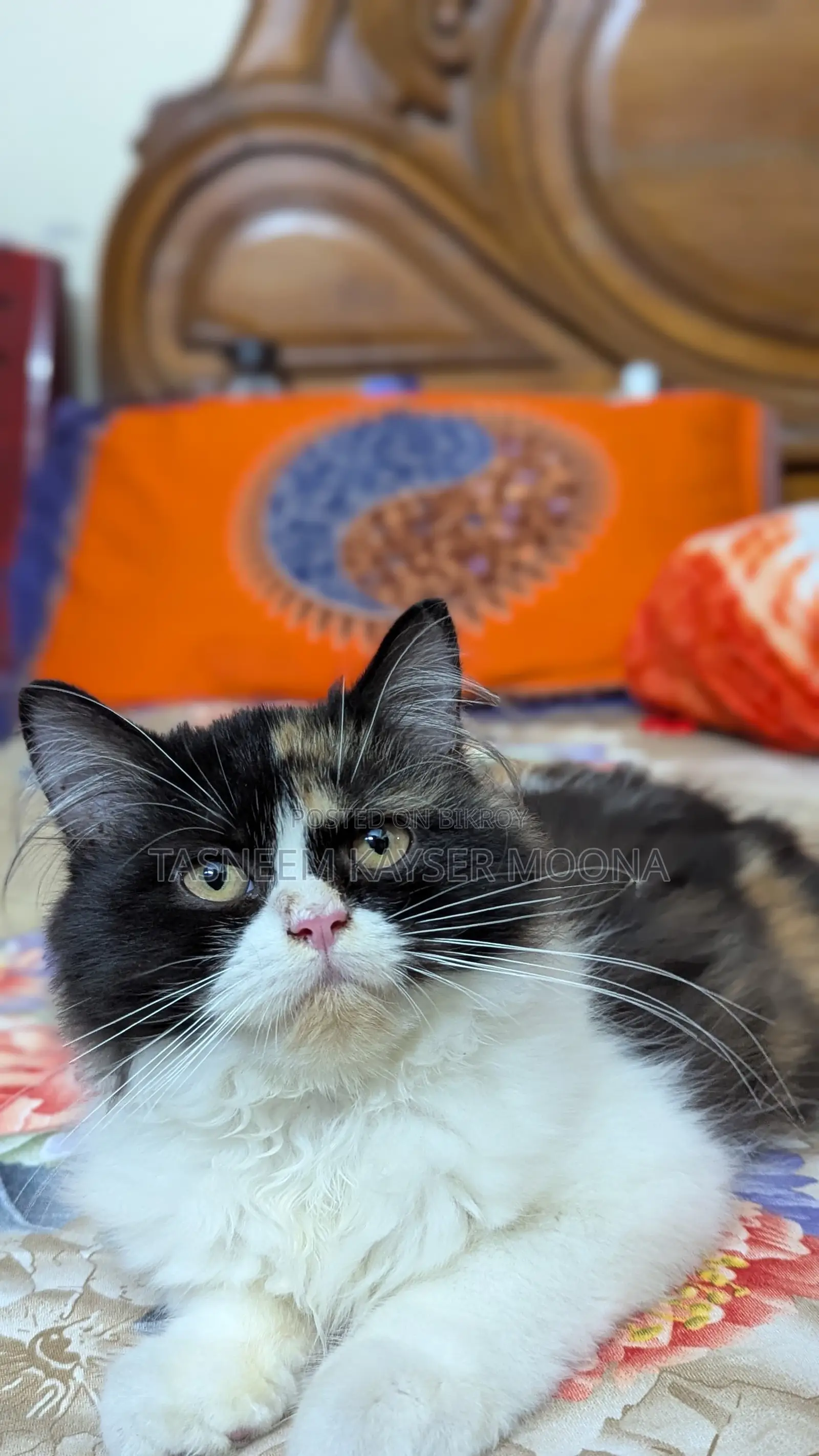 3-6 Months Female Purebred Persian Cat