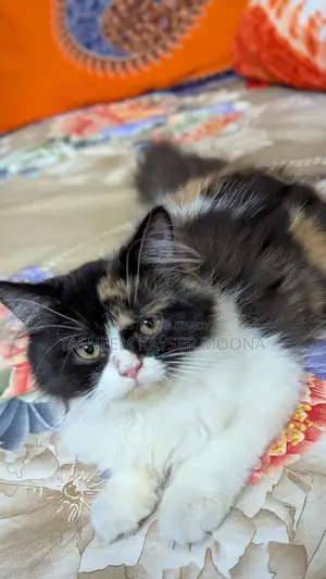 3-6 Months Female Purebred Persian Cat