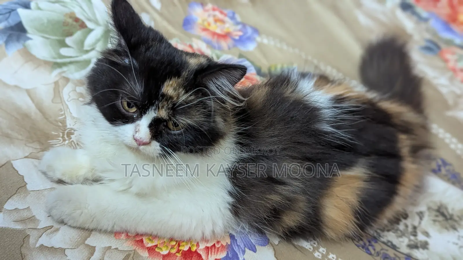 3-6 Months Female Purebred Persian Cat