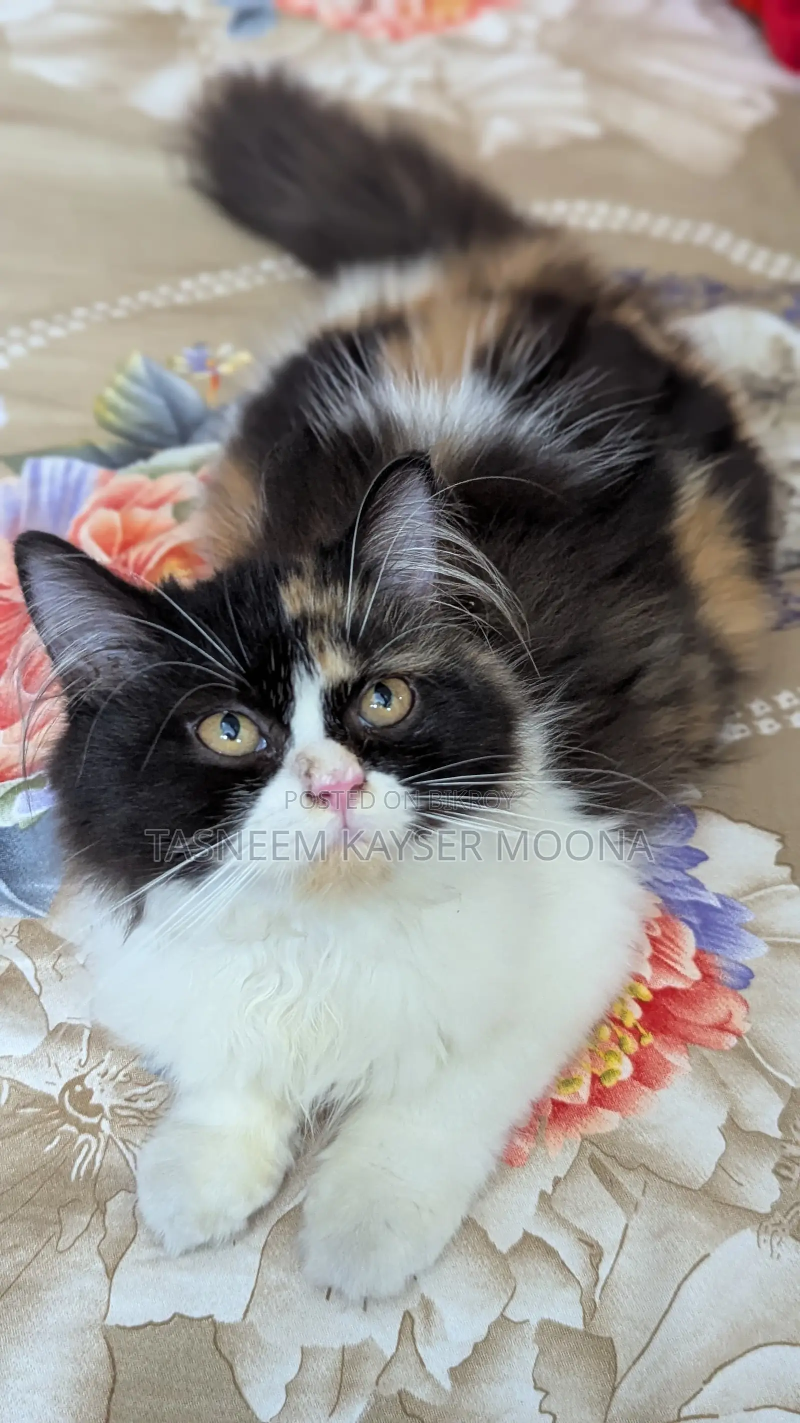 3-6 Months Female Purebred Persian Cat