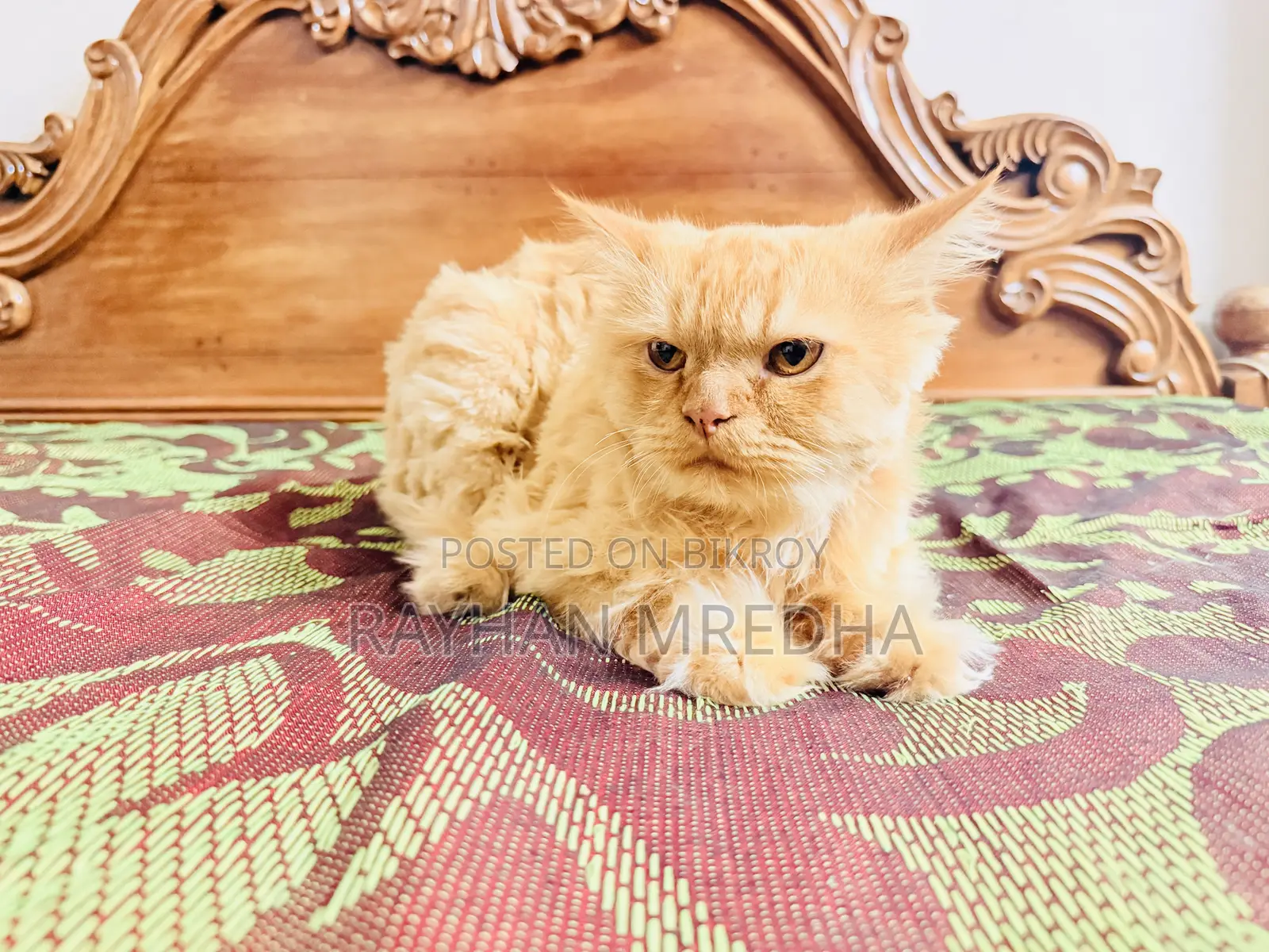 6-12 Months Female Purebred Persian