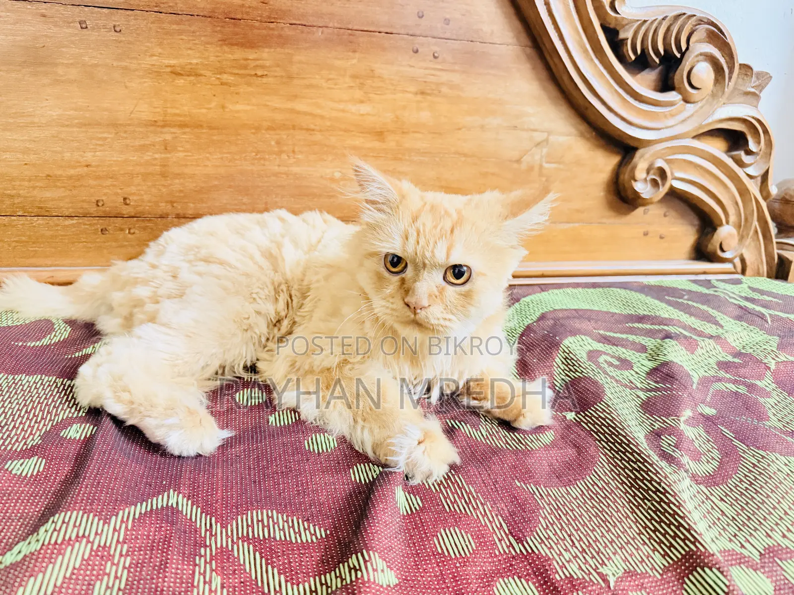 6-12 Months Female Purebred Persian