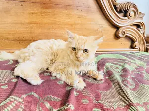 6-12 Months Female Purebred Persian