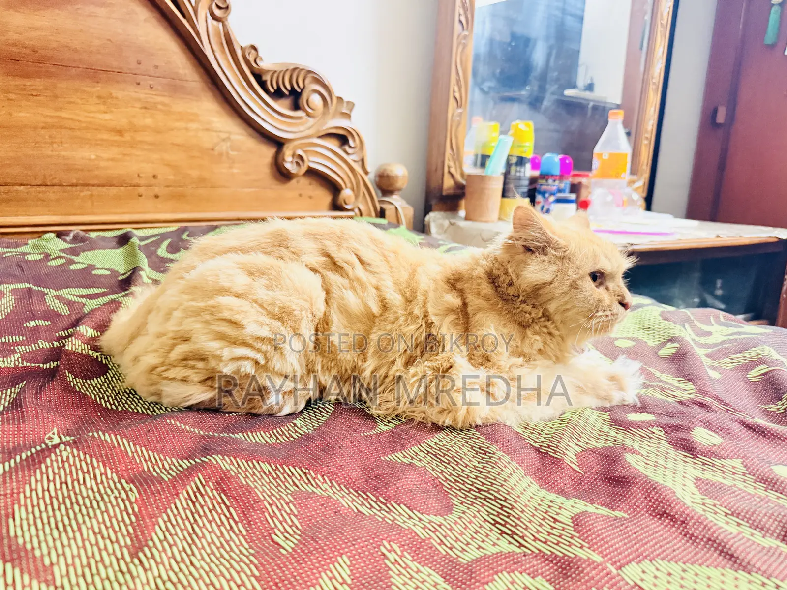 6-12 Months Female Purebred Persian