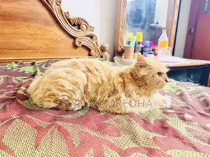 6-12 Months Female Purebred Persian