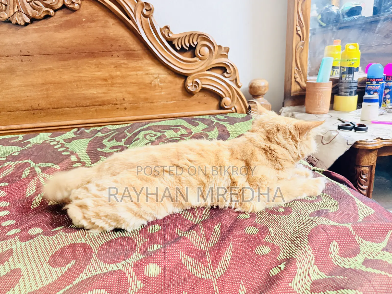 6-12 Months Female Purebred Persian