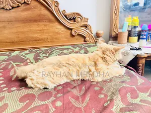 6-12 Months Female Purebred Persian