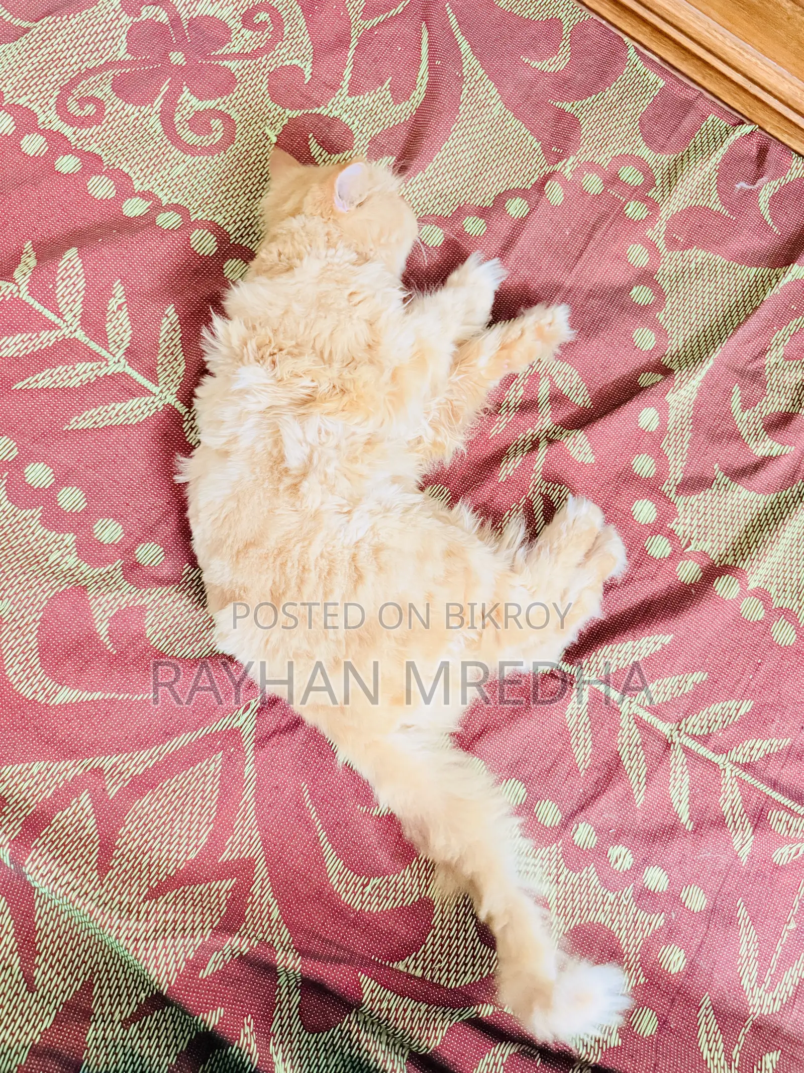 6-12 Months Female Purebred Persian