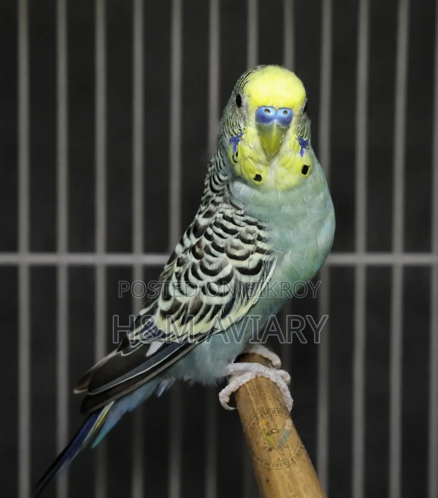 Budgerigar