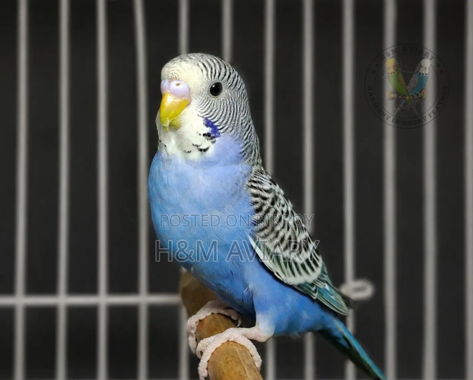 Budgerigar