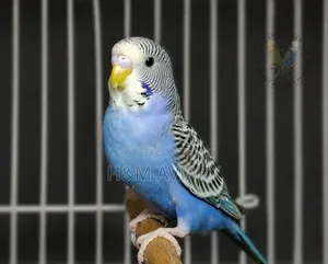 Budgerigar