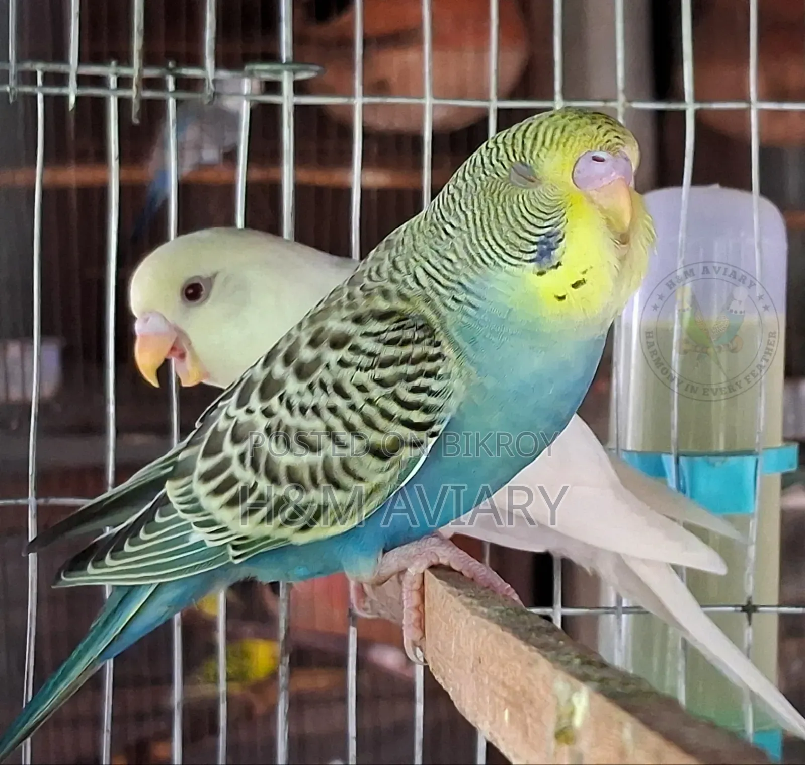 Budgerigar