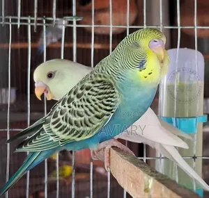 Budgerigar