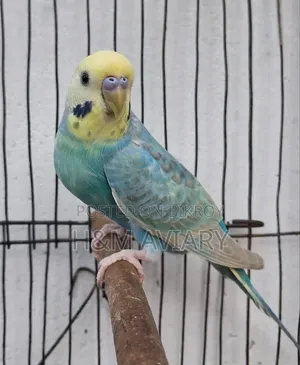 Budgerigar
