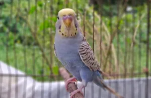 Budgerigar