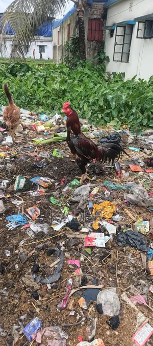 Asil Chicken