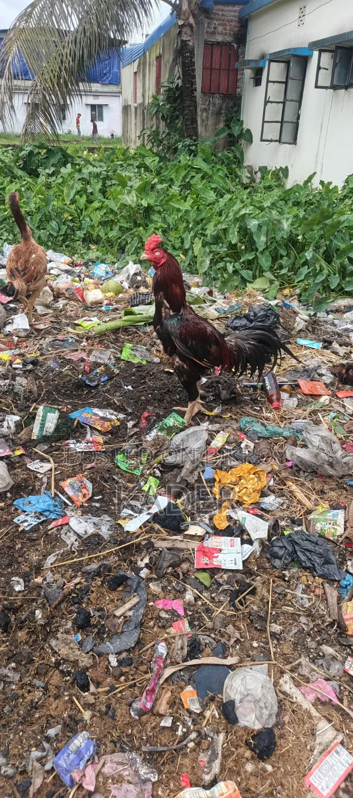 Asil Chicken